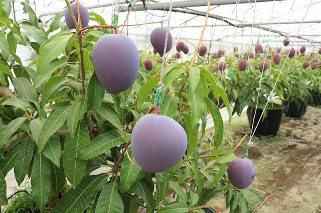  PROSES BUDIDAYA MANGGA TAIYO NO TAMANGO AGAR MENJADI BUAH TERMAHAL DI DUNIA  PROSES BUDIDAYA MANGGA TAIYO NO TAMANGO AGAR MENJADI BUAH TERMAHAL DI DUNIA